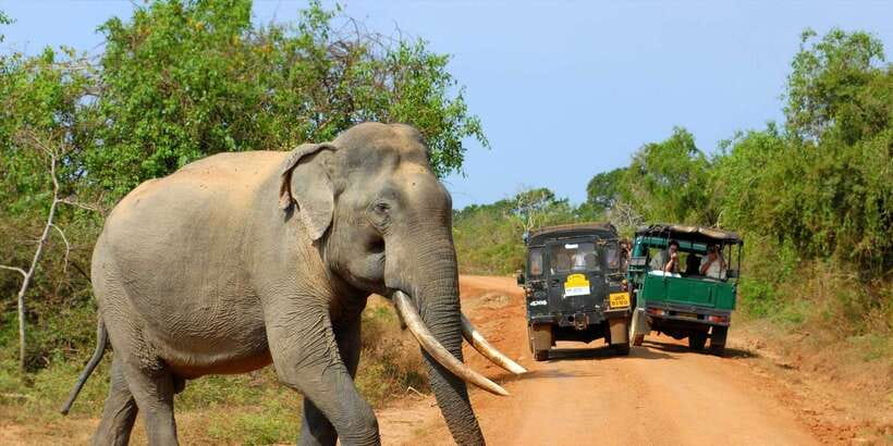 From Ella: Yala National Park Jeep Safari Tour - Yala From Ella: a long day, built around one big wildlife block