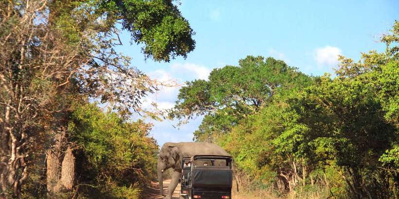 From Ella: Yala National Park Jeep Safari Tour - The 1:00 PM safari window: why timing matters for leopards and sloth bears
