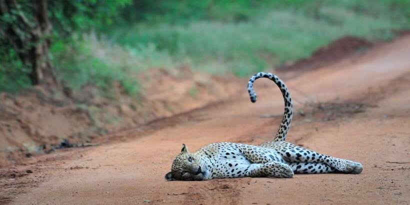 From Ella: Yala National Park Jeep Safari Tour - On the jeep drive: how spotting skills change the whole experience