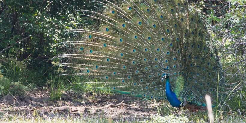 From Ella: Yala National Park Jeep Safari Tour - Water holes and tanks: where the birds put on a show