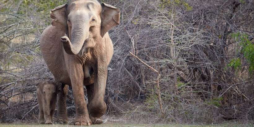 From Ella: Yala National Park Jeep Safari Tour - Wildlife expectations: elephants, crocodiles, and the realistic odds