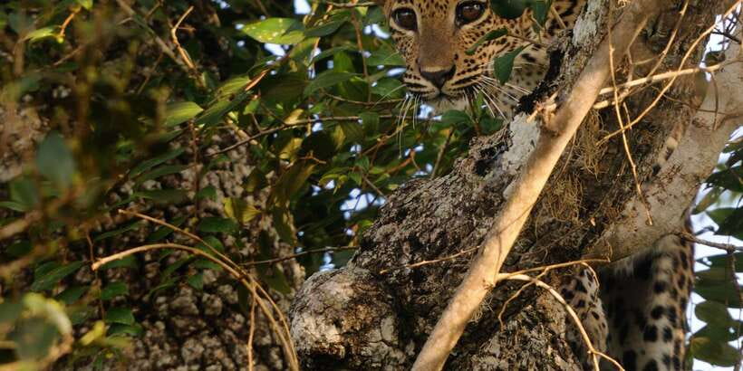 From Ella: Yala National Park Jeep Safari Tour - Comfort, timing, and photo stops that actually help