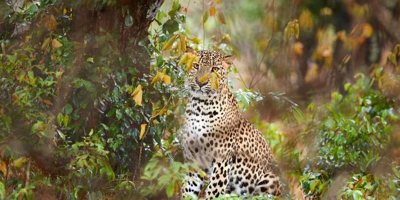 From Ella: Yala National Park Jeep Safari Tour - Getting into Ruhunu National Park: huge grounds, two recognizable blocks