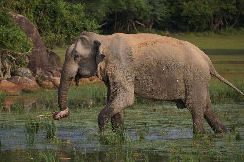 From Ella - Yala National Park Leopard Safari Tour - What you’re actually looking for: leopards, elephants, and crocodiles