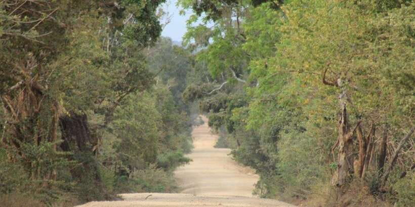 From: Ella - YALA Safari - Drop off: Arugam Bay / Arugambay - Inside Yala: the first game drive (around 6:00 a.m.)