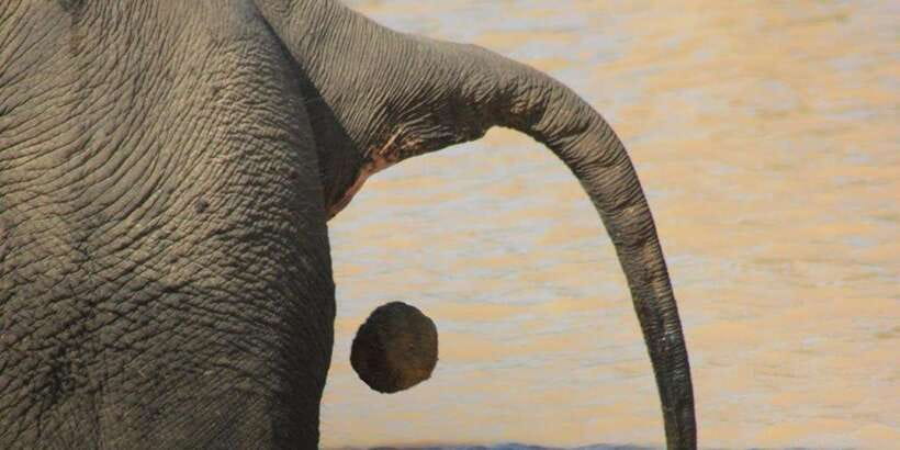 From: Ella - YALA Safari - Drop off: Arugam Bay / Arugambay - The second game drive: ending around 9:30 a.m.