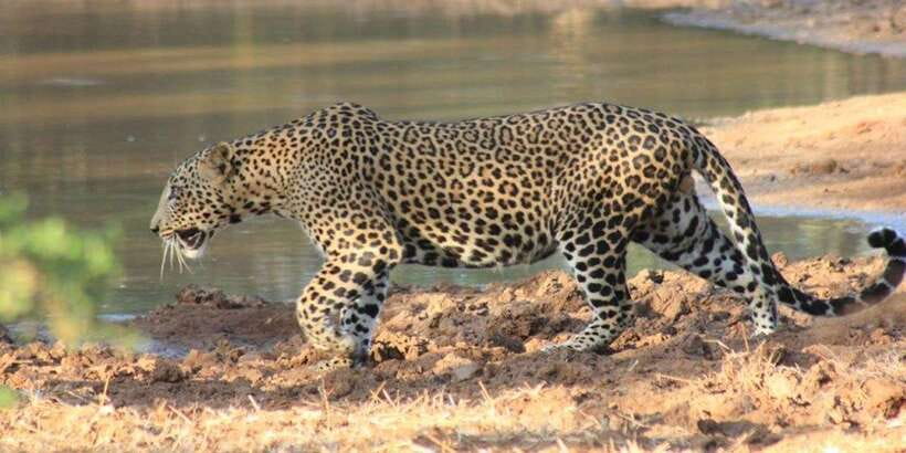 From: Ella - YALA Safari - Drop off: Arugam Bay / Arugambay - Pickup times and why 3:00 a.m. is the smart choice
