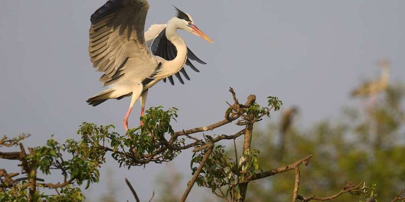 From Ella - Yala Safari - Drop-off : Galle/Mirissa/Hikkaduwa - Practical tips to improve your odds (without stress)