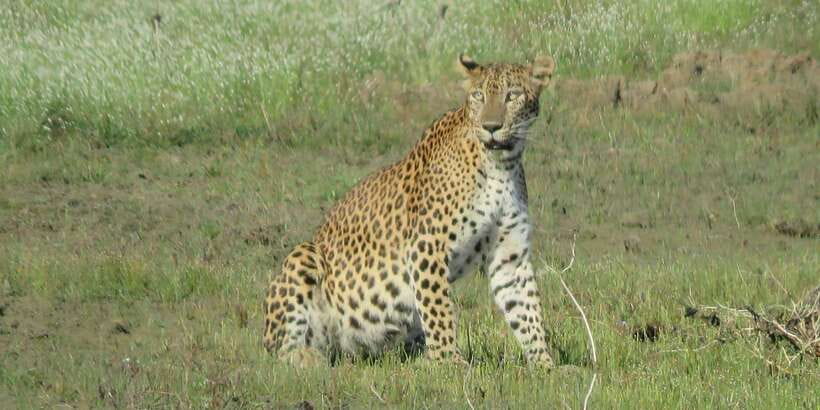 From Ella - Yala Safari - Drop-off : Galle/Mirissa/Hikkaduwa - Why a Yala safari starting from Ella makes sense