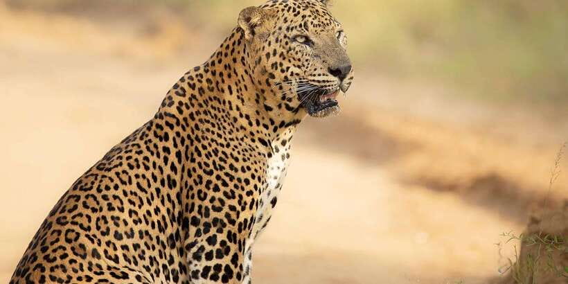 From Ella - Yala Safari - Drop-off : Galle/Mirissa/Hikkaduwa - Inside Yala: the 4-hour safari session and what you might see