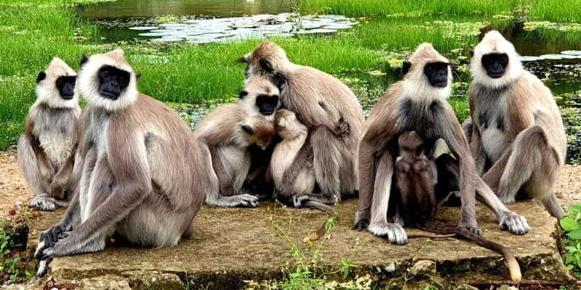 From Ella - Yala Safari - Drop-off : Galle/Mirissa/Hikkaduwa - Safari jeeps and guides: where comfort meets spotting skills