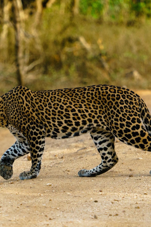 From Ella - Yala Safari - Drop-off : Galle/Mirissa/Hikkaduwa - What to bring, and what to avoid