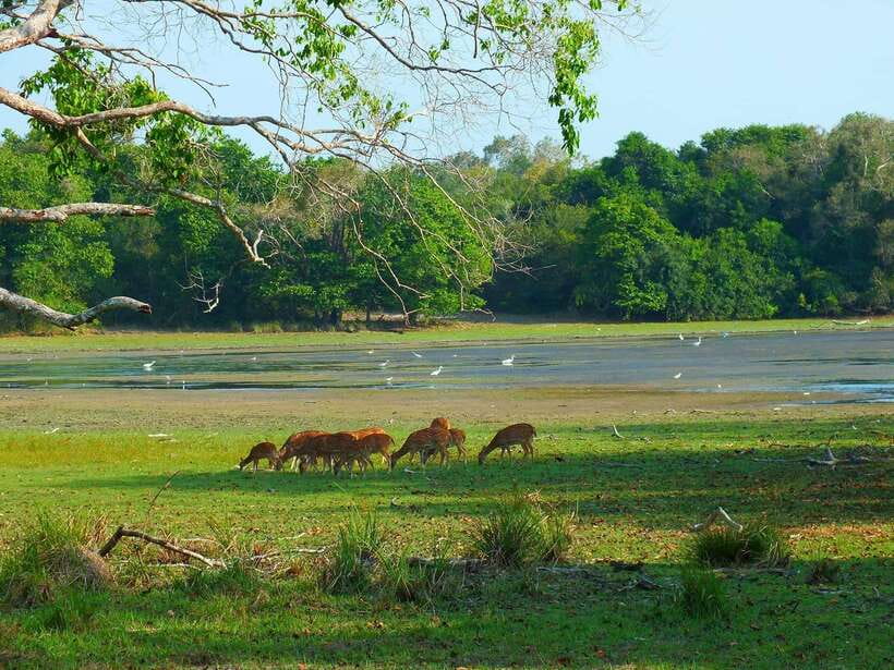 From Ella: Yala Safari Tour with Drop at Tangalle/Hiriketiya - Should you book the Yala safari with drop-off at Tangalle or Hiriketiya?