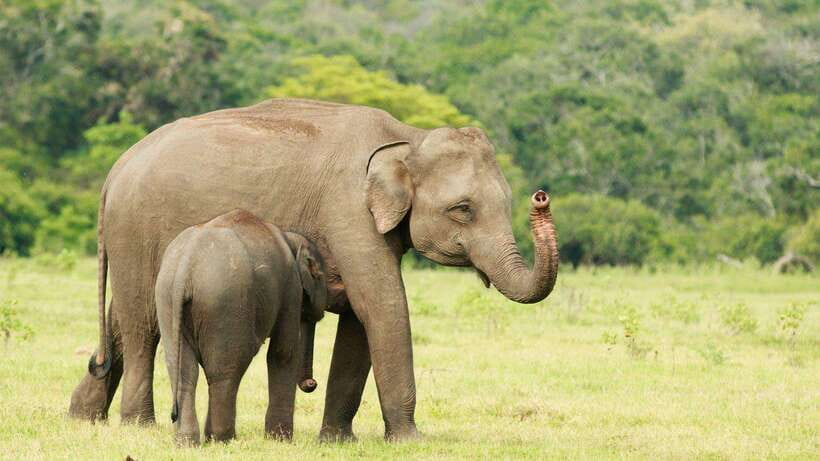 From Ella: Yala Safari Tour with Drop at Tangalle/Hiriketiya - Who this safari fits best