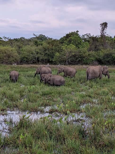 From Ella: Yala Safari & Transfer to Tangalle/Mirissa/Galle - From Ella to the South Coast, this is a full-day circuit