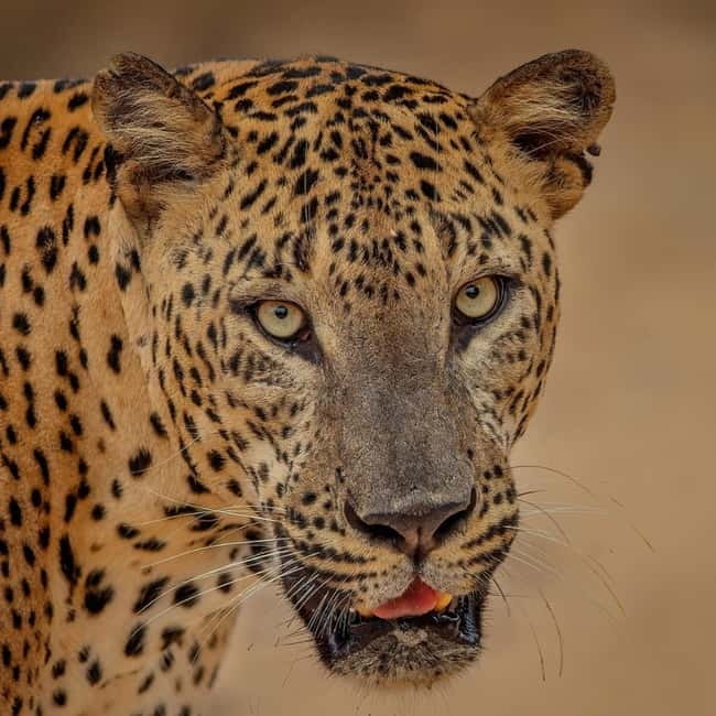 From Ella: Yala Safari & Transfer to Tangalle/Mirissa/Galle - Yala National Park safari: 4 hours in a 4x4 jeep