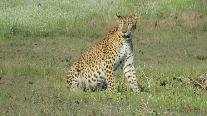 From Ella: Yala Safari & Transfer to Tangalle/Mirissa/Galle - Mirissa beach time: sun, swim, and possible whale watching