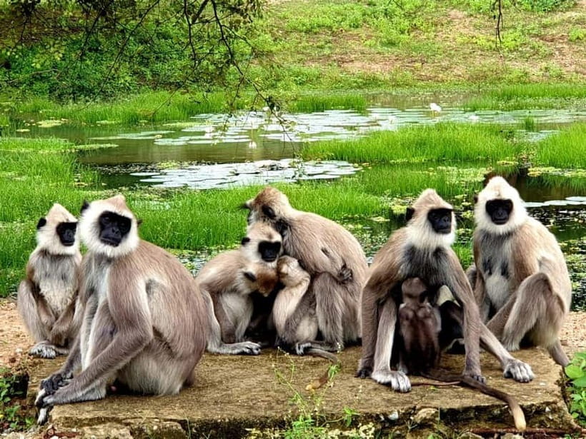 From Ella: Yala Safari & Transfer to Tangalle/Mirissa/Galle - Ravana Waterfall stop: a scenic break, but don’t plan on long time