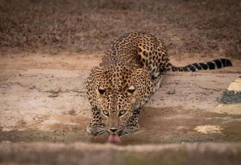 From Ella: Yala Safari with Tangalle/Mirissa/Galle Drop-off - Key Points That Matter Before You Go