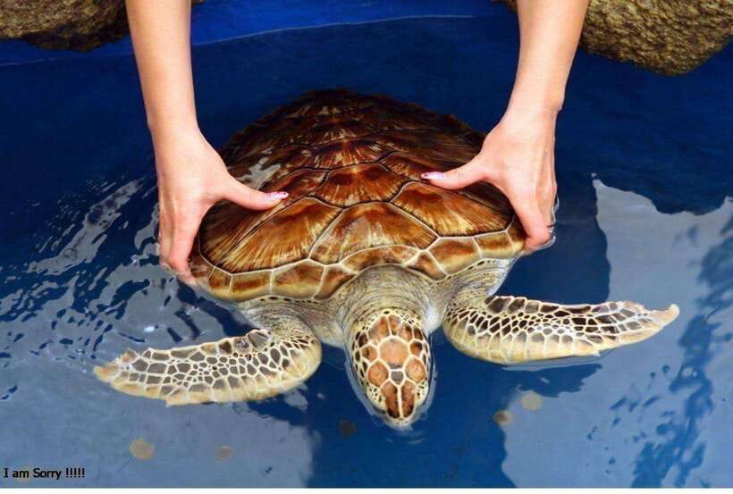 From Galle: Exclusive Madu River Safari & Turtle Hatchery - Kosgoda turtle hatchery: seeing conservation work up close