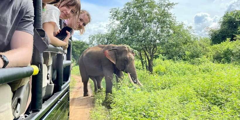From Galle/Hikkaduwa/Mirissa Trip to Udawalawe Safari Tour - The safari in Udawalawe: 3 hours that focus on real wildlife, not just driving