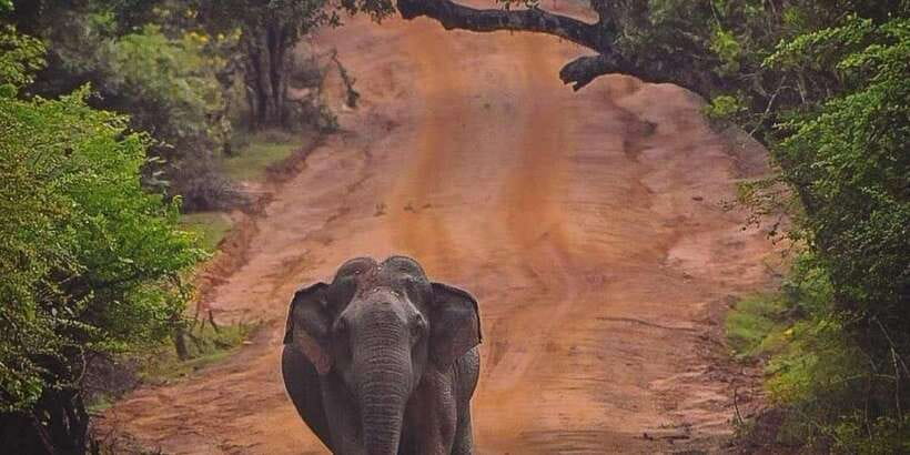 From Galle/Hikkaduwa/Mirissa Trip to Udawalawe Safari Tour - Practical tips so you get more from your safari day