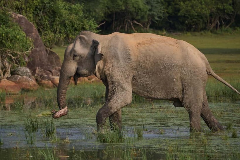 From Galle/ Mirissa/ Tangalle : Udawalawa Safari & Drop Ella - Key things to know before you go