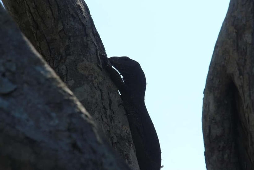 From Galle/ Mirissa/ Tangalle : Udawalawa Safari & Drop Ella - Who should book, and who should skip