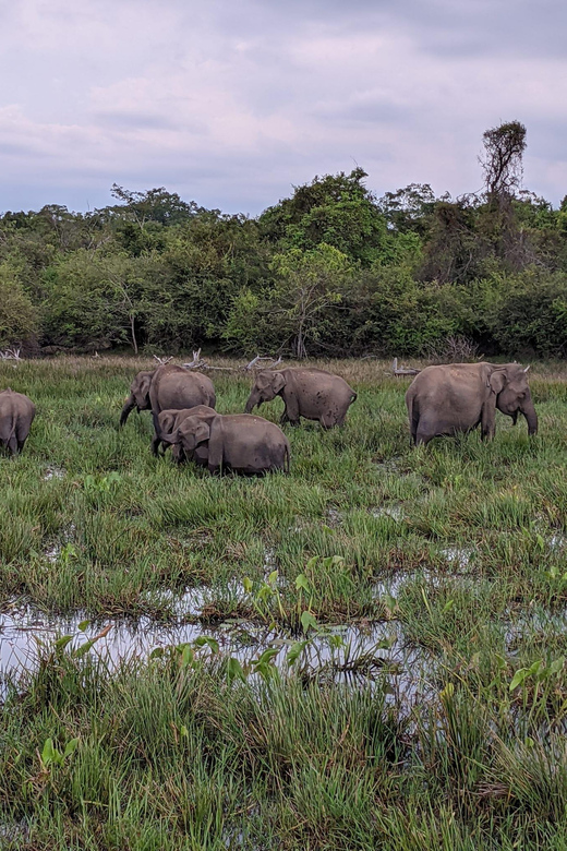 From Galle/ Mirissa/ Tangalle : Udawalawa Safari & Drop Ella - Elephant Transit Home: baby elephants and a strict-feeling feeding window
