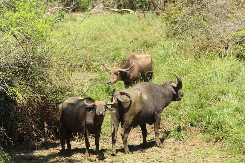 From Galle/ Mirissa/ Tangalle : Udawalawa Safari & Drop Ella - The road to Ella: scenic hills, then arrival timing