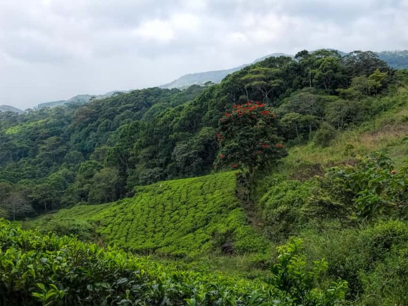 From Galle/Weligama/Mirissa/Matara: Day Trip to Sinharaja - Waterfalls, streams, and where the day cools off
