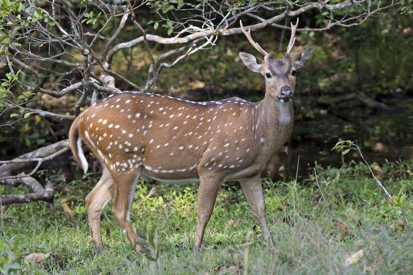 From Hambantota Port: Yala National Park Private Safari - FAQ