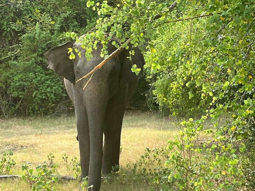 From Hambantota Port: Yala National Park Private Safari - Hambantota Port Pickup to Yala Entrance: Simple, Fast, and No Guesswork