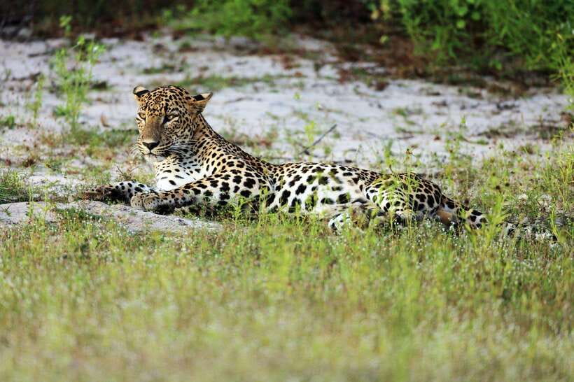 From Hambantota Port: Yala National Park Private Safari - What You Get Included: Value Breakdown That Actually Helps