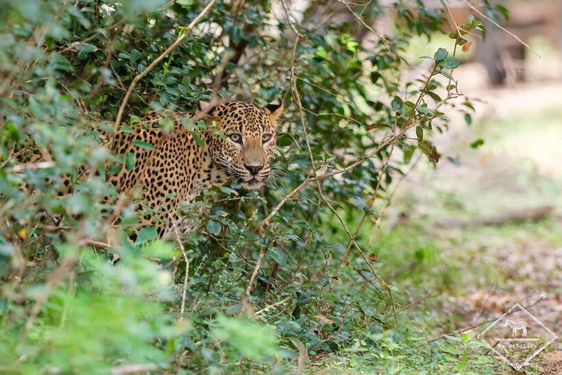 From Hambantota Port: Yala National Park Private Safari - The 4WD Jeep Game Drive: What You Really Spend Your Time On