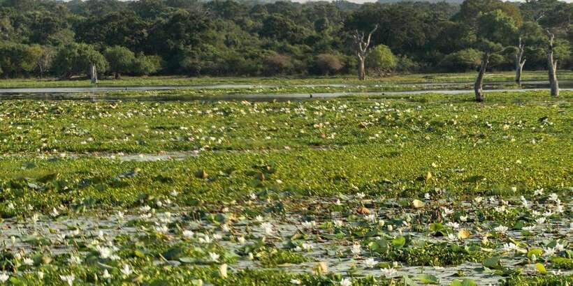 From Hikkaduwa/ Galle/ Mirissa - Yala National Park Safari - Quick practical tips to maximize your chances