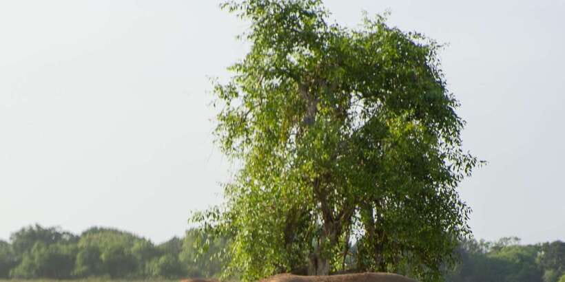 From Hikkaduwa/ Galle/ Mirissa - Yala National Park Safari - The animals to look for, and how the guide helps you find them