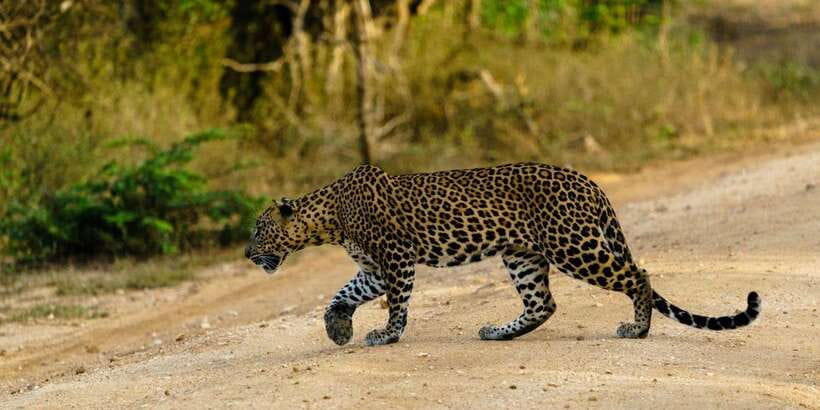 From Hikkaduwa/ Galle/ Mirissa - Yala National Park Safari - Logistics that affect your day more than you think
