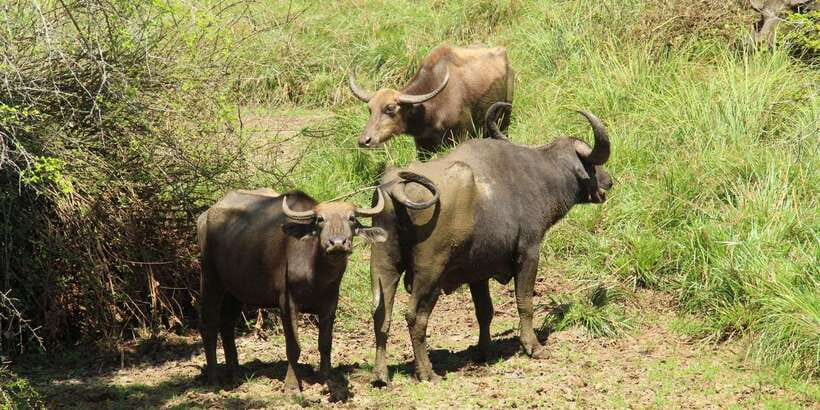 From Hikkaduwa/ Galle/ Mirissa - Yala National Park Safari - Who should book this safari, and who should skip it