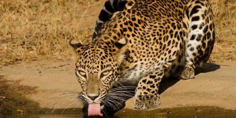 From Hikkaduwa/ Galle/ Mirissa - Yala National Park Safari - Getting there: air conditioned comfort plus 4x4 safari reality
