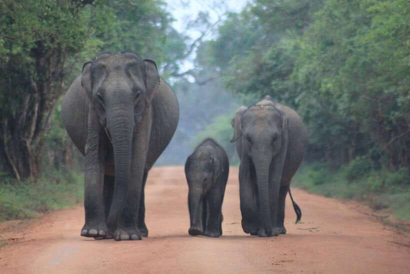 From: Hikkaduwa/ Galle/ Unawatuna/ Talpe - YALA Safari - Key highlights worth waking up for