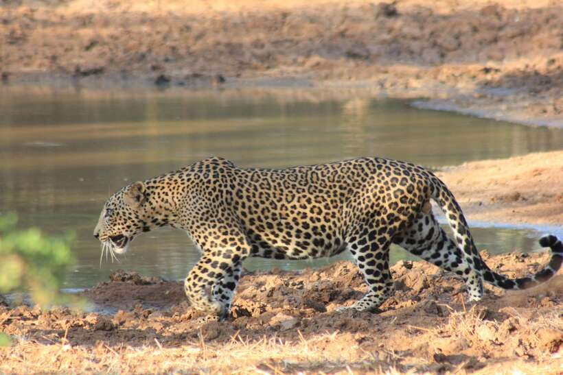 From: Hikkaduwa/ Galle/ Unawatuna/ Talpe - YALA Safari - Safari vehicle comfort, and why your guide can make the difference