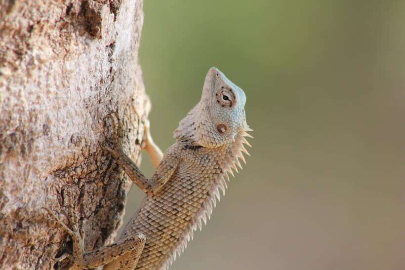 From: Hikkaduwa/ Galle/ Unawatuna/ Talpe - YALA Safari - Wildlife you might see, and how to set smart expectations