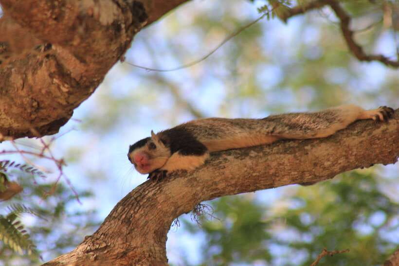 From: Hikkaduwa/ Galle/ Unawatuna/ Talpe - YALA Safari - Price, entrance fees, and whether this feels like value