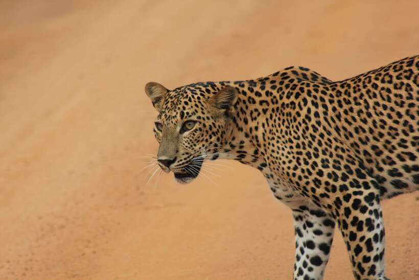 From: Hiriketiya/ Tangalle/ Dikwella/ Rekawa - YALA Safari - Quick hits before you go