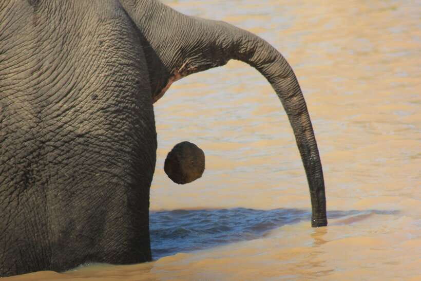 From: Hiriketiya/ Tangalle/ Dikwella/ Rekawa - YALA Safari - Wildlife you might see beyond leopards