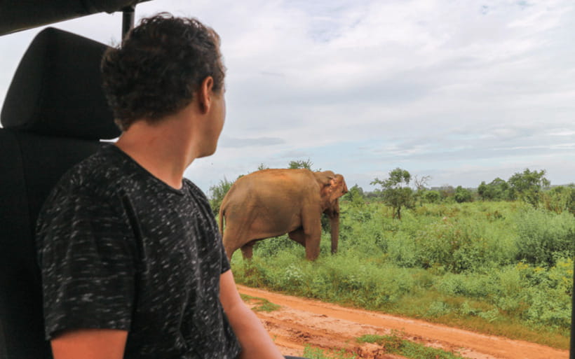 From: Hiriketiya/ Tangalle - Udawalawe Safari - To: Ella - What you’re realistically going to see: elephants, crocodiles, sloth bears, birds
