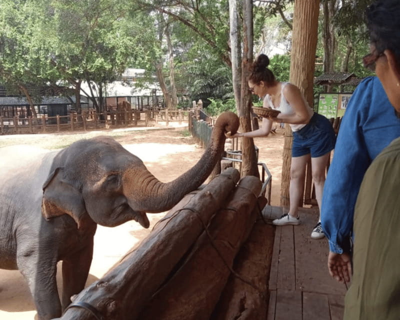 From: Hiriketiya/ Tangalle - Udawalawe Safari - To: Ella - Elephant Transit Home: viewing with clear animal welfare rules