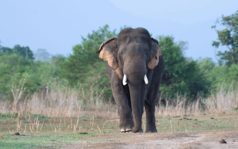 From: Hiriketiya/ Tangalle - Udawalawe Safari - To: Ella - Getting from Hiriketiya or Tangalle to Udawalawe, then onward to Ella