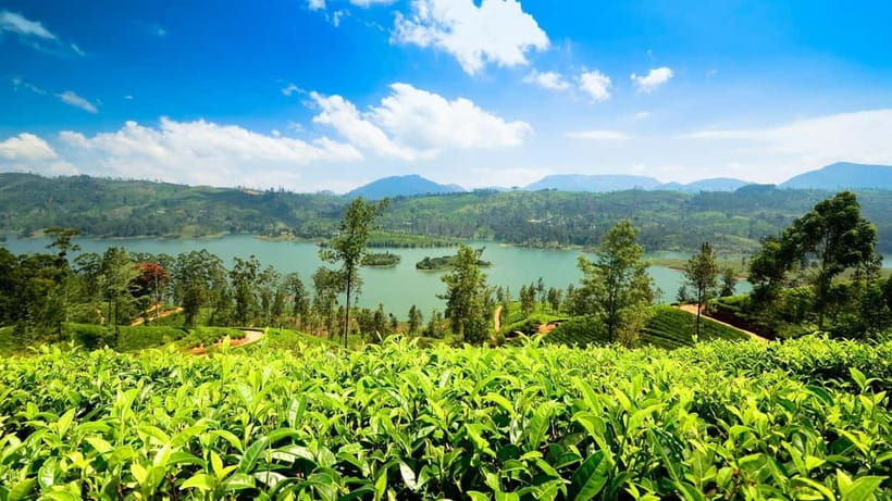 From Kandy: Ella Drop Tour via Nuwara Eliya - The ride itself: tuk tuk or car, and why safety matters here